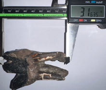 Load image into Gallery viewer, HUGE Ice Age Fossil Woolly Rhinoceros Molar Coelodonta Antiquitatis 3.16 Inches