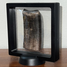 Load image into Gallery viewer, Huge Rare Ice Age Fossil Giant Ground Sloth Eremotherium Partial Tooth 3.15 Inches