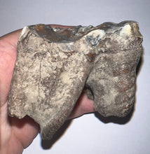 Load image into Gallery viewer, Large Ice Age Fossil Woolly Rhinoceros Molar Coelodonta Antiquitatis 2.65 Inches