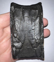 Load image into Gallery viewer, Huge Rare Ice Age Fossil Giant Ground Sloth Eremotherium Partial Tooth 3.38 Inches