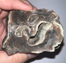 Load image into Gallery viewer, Large Ice Age Fossil Woolly Rhinoceros Molar Coelodonta Antiquitatis 2.65 Inches