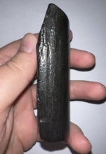 Load image into Gallery viewer, Huge Rare Ice Age Fossil Giant Ground Sloth Eremotherium Partial Tooth 3.38 Inches