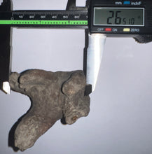 Load image into Gallery viewer, Large Ice Age Fossil Woolly Rhinoceros Molar Coelodonta Antiquitatis 2.65 Inches