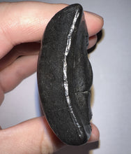 Load image into Gallery viewer, Huge Rare Ice Age Fossil Giant Ground Sloth Eremotherium Partial Tooth 3.38 Inches