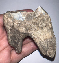 Load image into Gallery viewer, Large Ice Age Fossil Woolly Rhinoceros Molar Coelodonta Antiquitatis 2.66 Inches