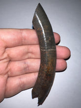 Load image into Gallery viewer, Rare Monster Size Ice Age Fossil Ground Sloth Paramylodon Canine Tooth 4 Inches