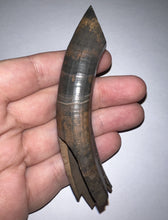 Load image into Gallery viewer, Rare Monster Size Ice Age Fossil Ground Sloth Paramylodon Canine Tooth 4 Inches