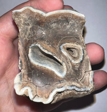 Load image into Gallery viewer, Large Ice Age Fossil Woolly Rhinoceros Molar Coelodonta Antiquitatis 2.66 Inches