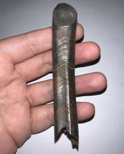 Load image into Gallery viewer, Rare Monster Size Ice Age Fossil Ground Sloth Paramylodon Canine Tooth 4 Inches