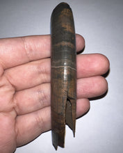 Load image into Gallery viewer, Rare Monster Size Ice Age Fossil Ground Sloth Paramylodon Canine Tooth 4 Inches