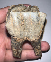 Load image into Gallery viewer, Large Ice Age Fossil Woolly Rhinoceros Molar Coelodonta Antiquitatis 2.55 Inches