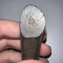 Load image into Gallery viewer, Rare Monster Size Ice Age Fossil Ground Sloth Paramylodon Canine Tooth 4 Inches