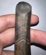 Load image into Gallery viewer, Rare Monster Size Ice Age Fossil Ground Sloth Paramylodon Canine Tooth 4 Inches