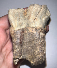 Load image into Gallery viewer, Large Ice Age Fossil Woolly Rhinoceros Molar Coelodonta Antiquitatis 2.55 Inches