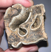Load image into Gallery viewer, Large Ice Age Fossil Woolly Rhinoceros Molar Coelodonta Antiquitatis 2.55 Inches