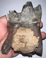 Load image into Gallery viewer, Huge Ice Age Fossil Woolly Rhinoceros Molar Coelodonta Antiquitatis 3.26 Inches