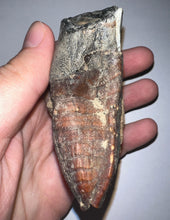 Load image into Gallery viewer, Huge Ice Age Fossil Woolly Rhinoceros Molar Coelodonta Antiquitatis 3.26 Inches