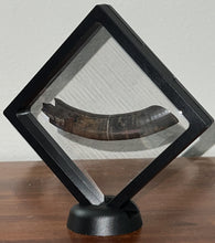 Load image into Gallery viewer, Rare Monster Size Ice Age Fossil Ground Sloth Paramylodon Canine Tooth 4 Inches