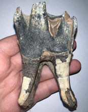 Load image into Gallery viewer, ENORMOUS Ice Age Fossil Woolly Rhinoceros Molar Coelodonta Antiquitatis 4.04 Inches