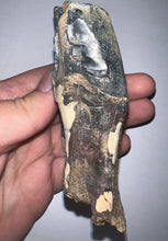Load image into Gallery viewer, ENORMOUS Ice Age Fossil Woolly Rhinoceros Molar Coelodonta Antiquitatis 4.04 Inches