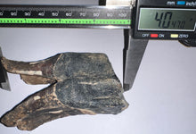 Load image into Gallery viewer, ENORMOUS Ice Age Fossil Woolly Rhinoceros Molar Coelodonta Antiquitatis 4.04 Inches