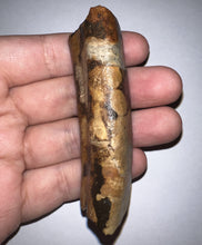 Load image into Gallery viewer, GEM Rare Large Ice Age Fossil Ground Sloth Paramylodon Tooth 3.04 Inches