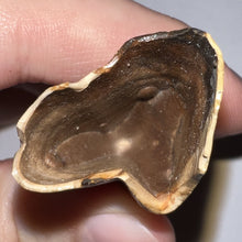 Load image into Gallery viewer, GEM Rare Large Ice Age Fossil Ground Sloth Paramylodon Tooth 3.04 Inches