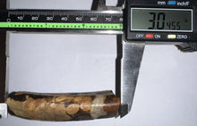 Load image into Gallery viewer, GEM Rare Large Ice Age Fossil Ground Sloth Paramylodon Tooth 3.04 Inches