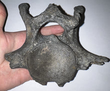 Load image into Gallery viewer, Rare Huge Ice Age Fossil Ground Sloth Paramylodon Caudal Vertebra Tail Bone 6.42 Inches