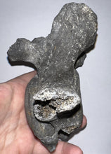 Load image into Gallery viewer, Rare Huge Ice Age Fossil Ground Sloth Paramylodon Caudal Vertebra Tail Bone 6.42 Inches