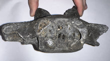 Load image into Gallery viewer, Rare Huge Ice Age Fossil Ground Sloth Paramylodon Caudal Vertebra Tail Bone 6.42 Inches