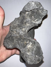Load image into Gallery viewer, Rare Huge Ice Age Fossil Ground Sloth Paramylodon Caudal Vertebra Tail Bone 6.42 Inches