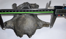 Load image into Gallery viewer, Rare Huge Ice Age Fossil Ground Sloth Paramylodon Caudal Vertebra Tail Bone 6.42 Inches