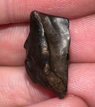 Load image into Gallery viewer, Framed Large Triceratops type Ceratopsian Tooth .77 Inches