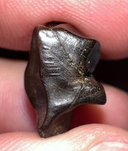 Load image into Gallery viewer, Framed Large Triceratops type Ceratopsian Tooth .77 Inches