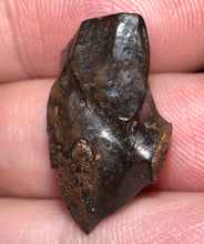 Load image into Gallery viewer, Framed Large Triceratops type Ceratopsian Tooth .76 Inches