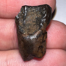 Load image into Gallery viewer, Framed Large Triceratops type Ceratopsian Tooth .79 Inches