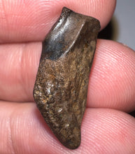 Load image into Gallery viewer, Framed Huge Triceratops type Ceratopsian Tooth .93 Inches