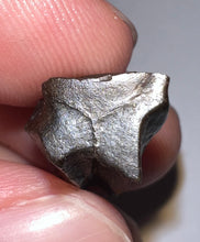 Load image into Gallery viewer, Framed Huge Triceratops type Ceratopsian Tooth .93 Inches
