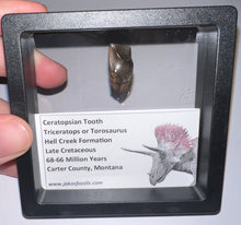 Load image into Gallery viewer, Framed Huge Triceratops type Ceratopsian Tooth .93 Inches