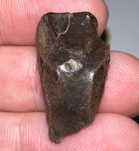 Load image into Gallery viewer, Framed HUGE Triceratops type Ceratopsian Tooth 1.03 Inches