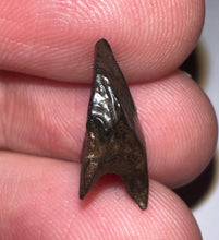 Load image into Gallery viewer, GEM Juvenile Triceratops type Ceratopsian Tooth with Full Crown and nearly complete Root .63 Inches Hell Creek Montana