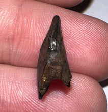 Load image into Gallery viewer, GEM Juvenile Triceratops type Ceratopsian Tooth with Full Crown and nearly complete Root .63 Inches Hell Creek Montana