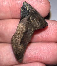 Load image into Gallery viewer, Gem Huge Triceratops type Ceratopsian Tooth 1.33 Inches Hell Creek Montana