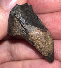 Load image into Gallery viewer, Gem Huge Triceratops type Ceratopsian Tooth 1.33 Inches Hell Creek Montana