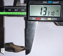 Load image into Gallery viewer, Gem Huge Triceratops type Ceratopsian Tooth 1.33 Inches Hell Creek Montana