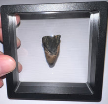 Load image into Gallery viewer, Gem Huge Triceratops type Ceratopsian Tooth 1.33 Inches Hell Creek Montana