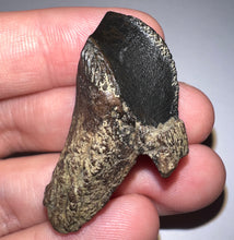 Load image into Gallery viewer, GEM Huge Triceratops type Ceratopsian Tooth with Full Crown and Root 1.59 Inches Hell Creek Montana