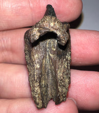 Load image into Gallery viewer, GEM Huge Triceratops type Ceratopsian Tooth with Full Crown and Root 1.59 Inches Hell Creek Montana