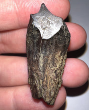 Load image into Gallery viewer, GEM Huge Triceratops type Ceratopsian Tooth with Full Crown and Root 1.59 Inches Hell Creek Montana